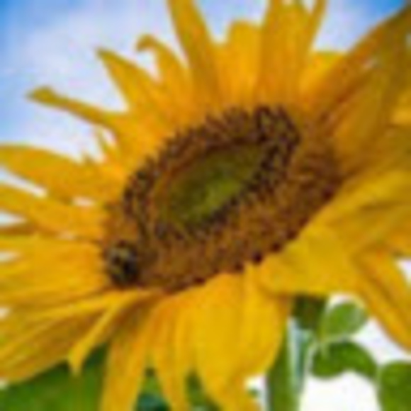 Meet your Posher, Robin - Picture 1 of 1